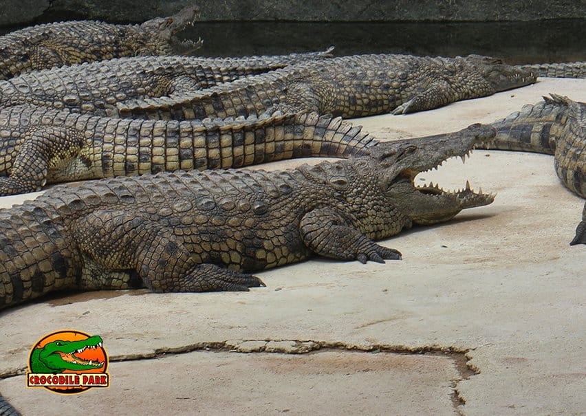 Crocodile park malaga