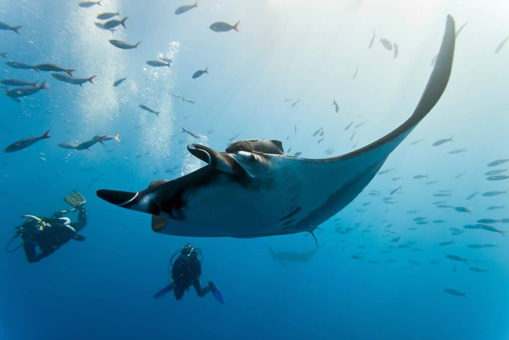 Dykking med mantarokker Maldivene