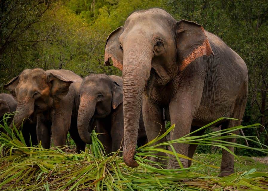 Severdigheter på Phuket: de 15 beste tingene å se og gjøre 8 Elefanter phuket