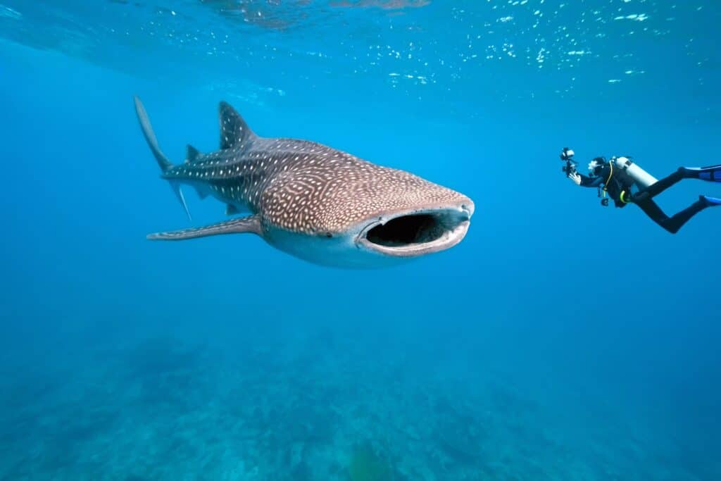 Hvalhai Maldivene