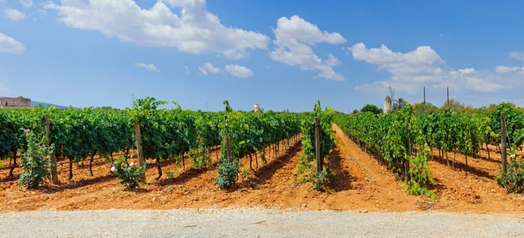 Mallorca vin