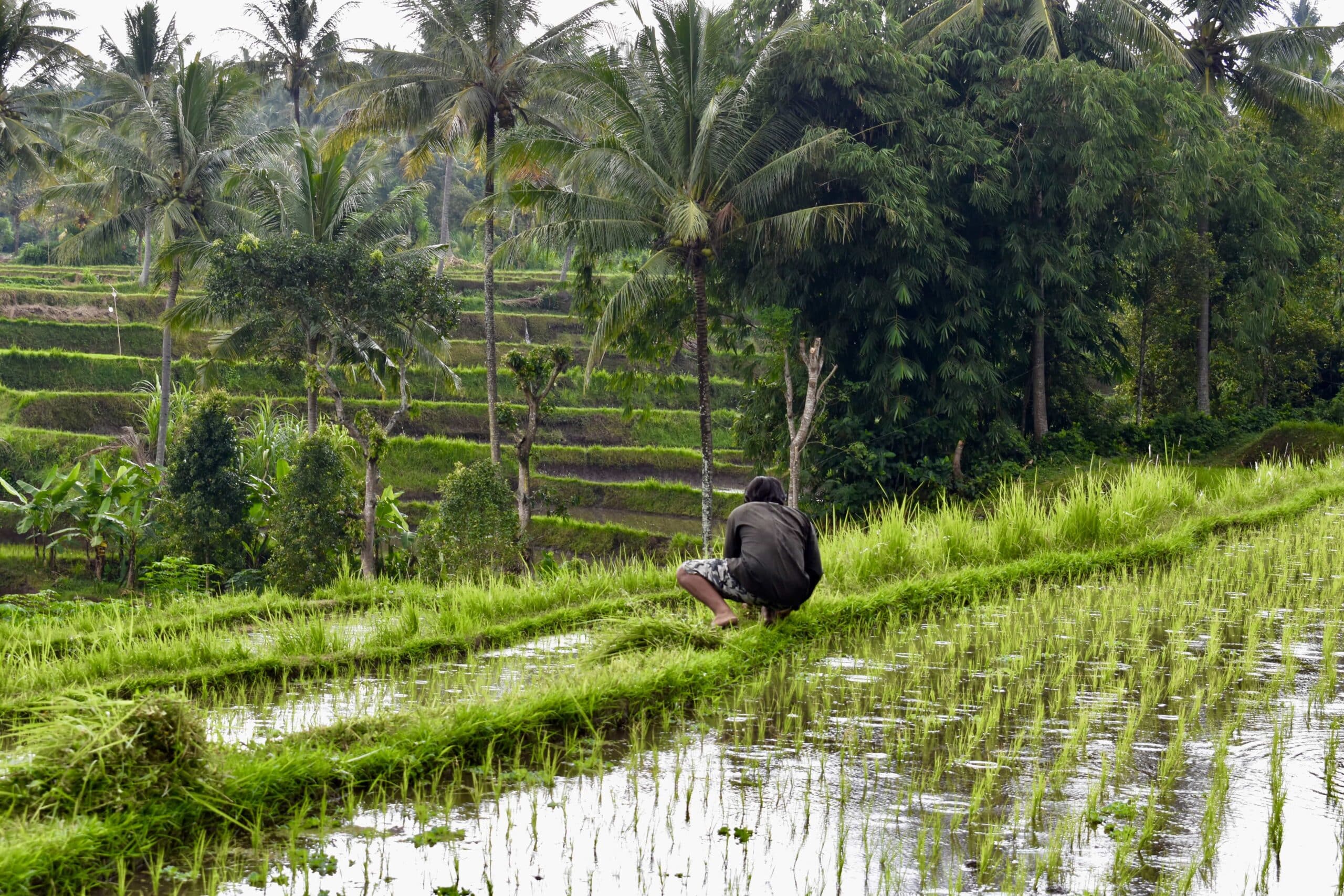 Rismark på Bali