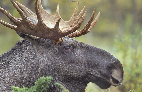 Severdigheter i Stockholm: de 20 beste tingene å se og gjøre 8 Stockholm safari