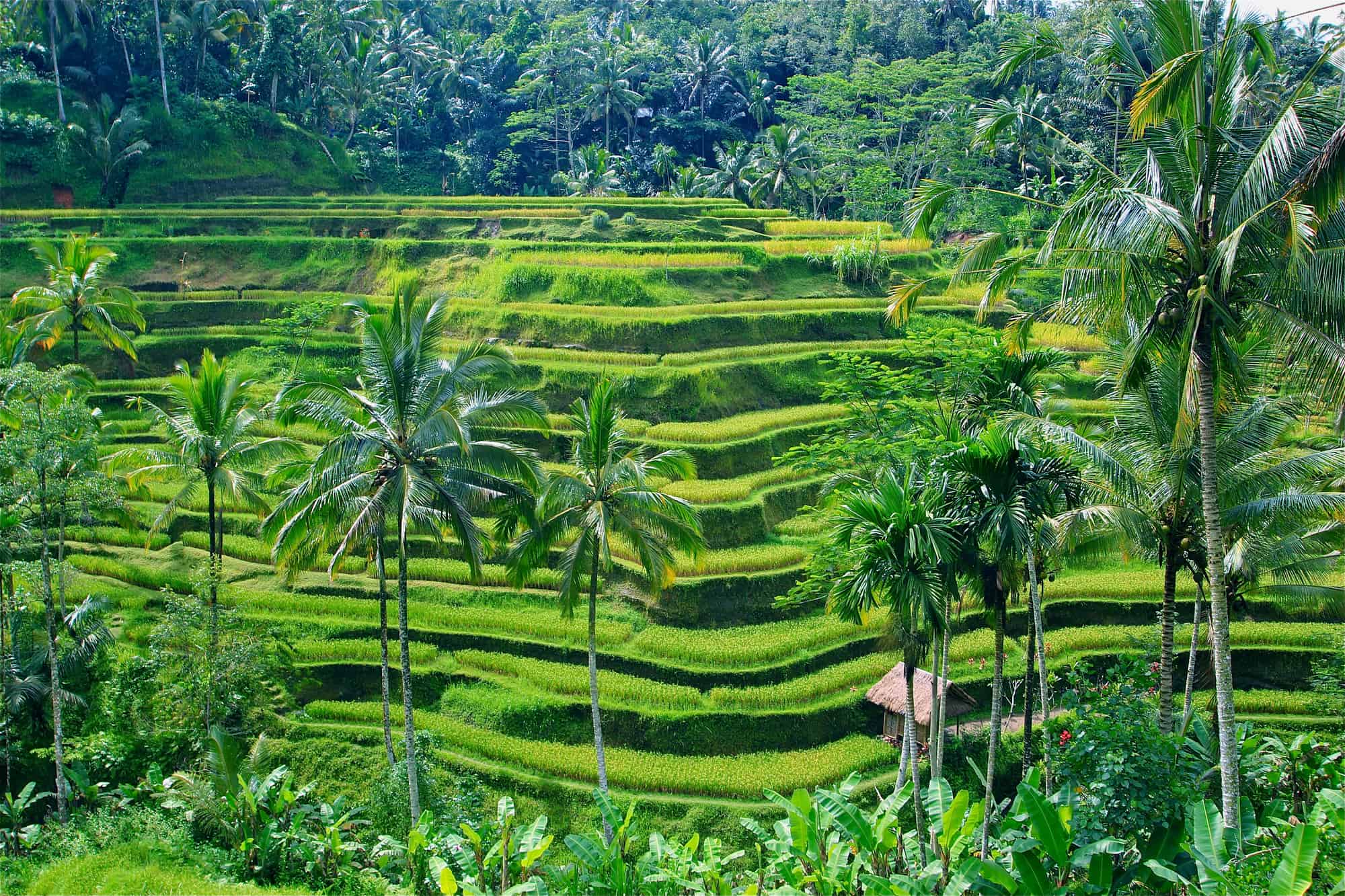 Ubud Bali