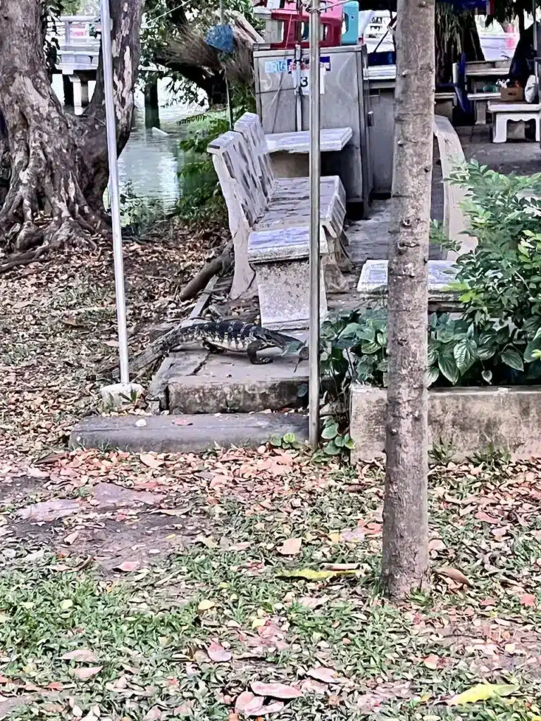 Varan i Lumpini Park
