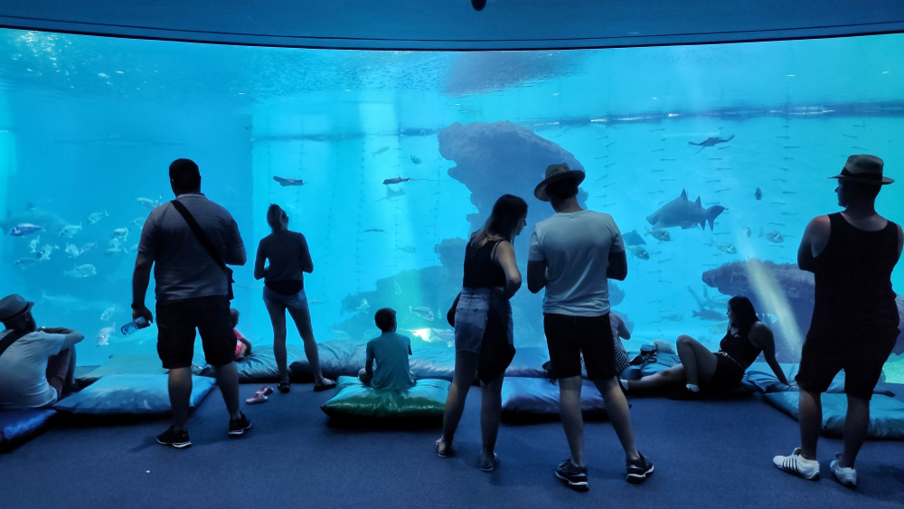 Severdigheter på Mallorca: de 17 beste tingene å se og gjøre 18 Besøkende ved et av de store bassengene i Palma Aquarium