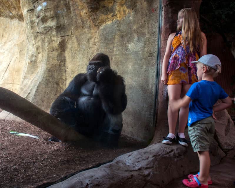 Severdigheter i Malaga og Costa del Sol: de 18 beste tingene å se og gjøre 18 Bioparc Fuengirola på Costa del Sol