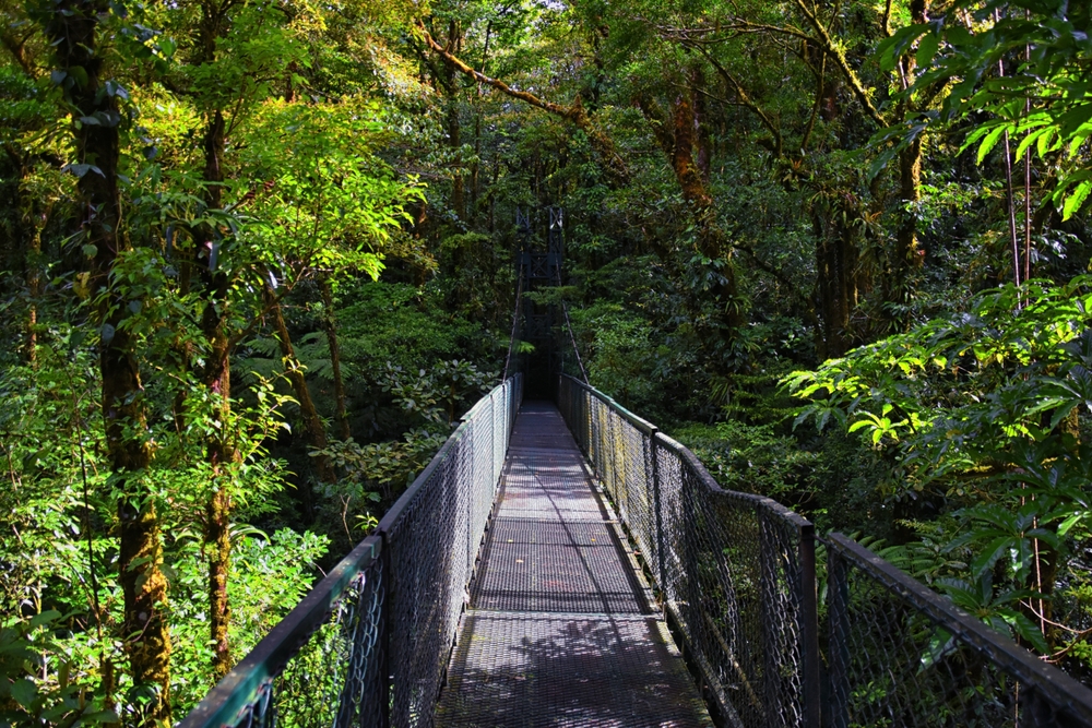 Hengebro mellom trekronene i tåkeskogen i Monteverde