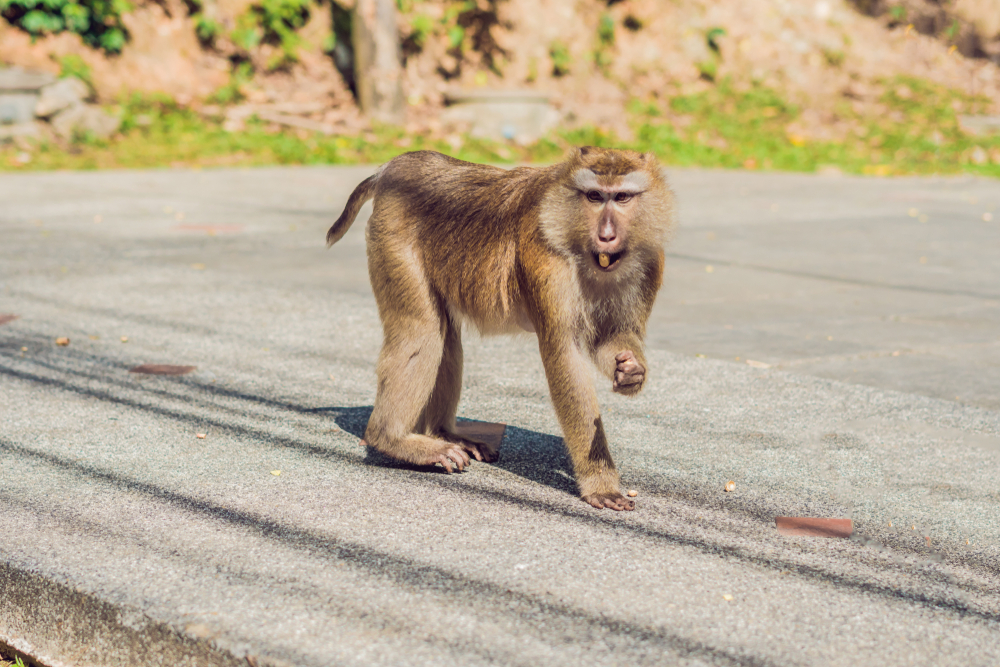Makaker ved utsiktspunktet Khao Toh Sae på Monkey Hill på Phuket