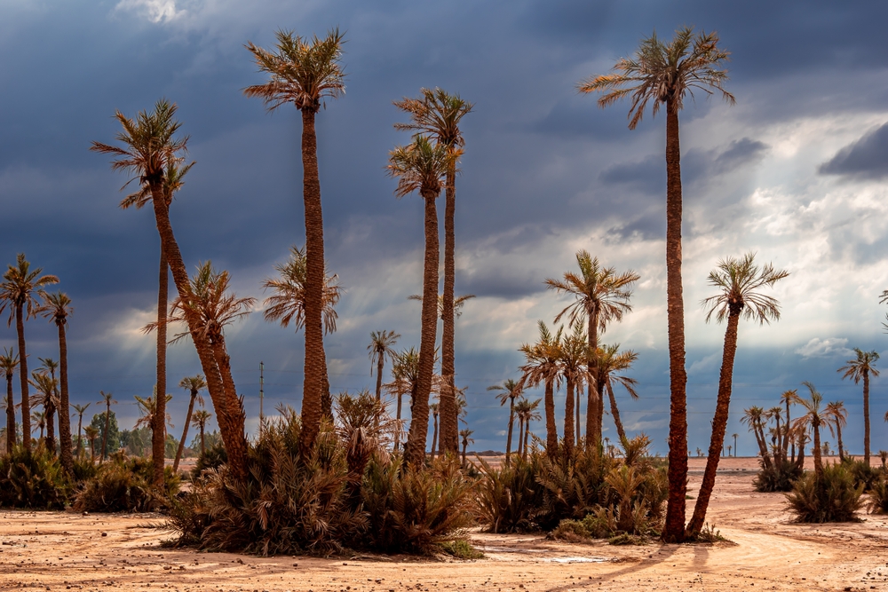 Hvor bør man bo i Marrakech? De 5 beste områdene & gode hoteller 5 Palmelunden Palmeraie utenfor Marrakech