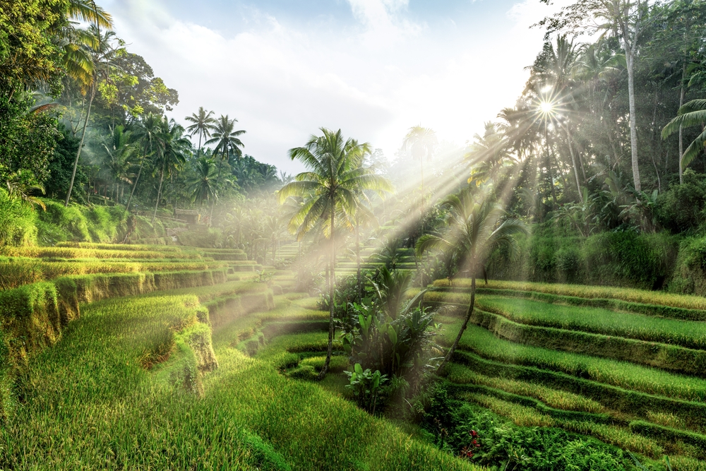 Severdigheter på Bali: De 17 beste tingene å se og gjøre 2 Risterrassene i Tegalalang nær Ubud i morgenlys