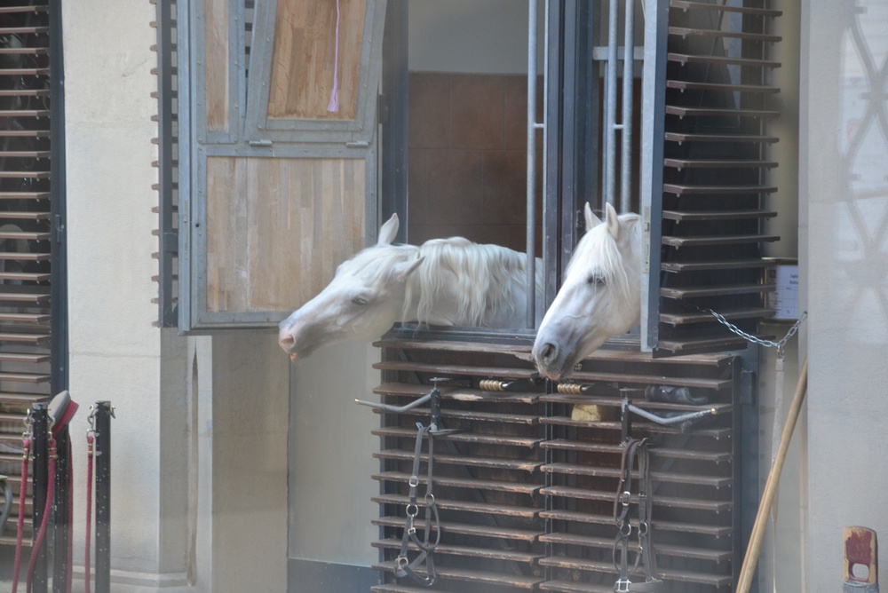 Severdigheter i Wien: 20 ting å se og gjøre 5 To hvite lipizzanere ved stallvinduene på Den spanske rideskolen i Wien