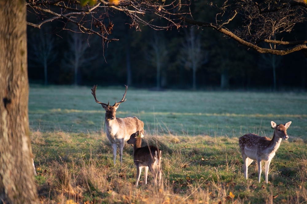 Ville dådyr i Phoenix Park i Dublin