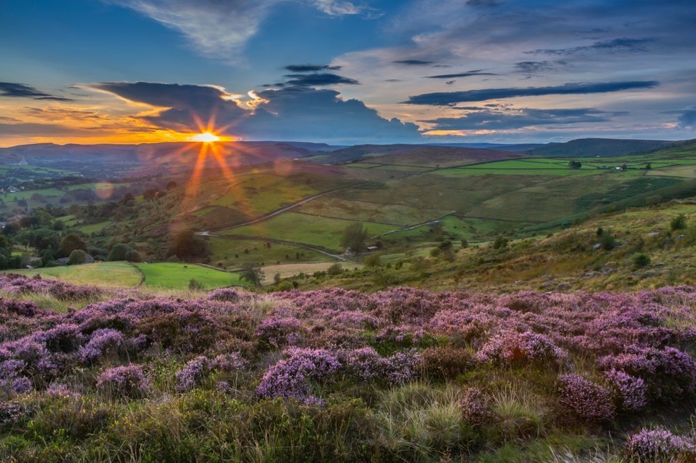 Blomstrende lyng på Stanage Edge med utsikt over Hope Valley ved Hathersage