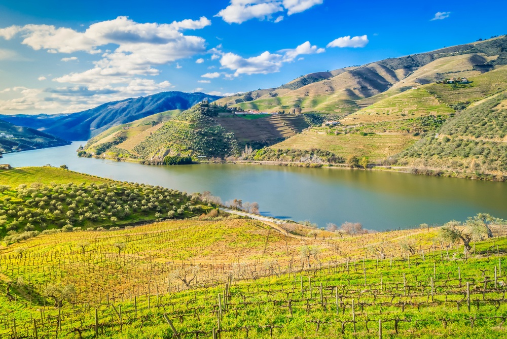 Vinterrasser langs elva i Douro-dalen i Portugal