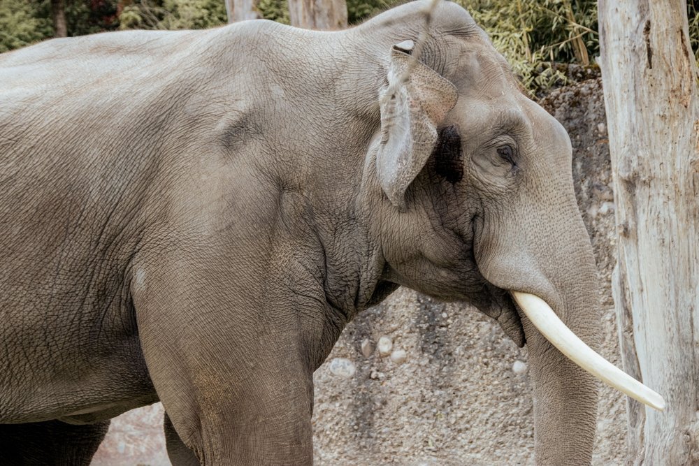 Elefant i elefantparken Kaeng Krachan i Zoo Zürich