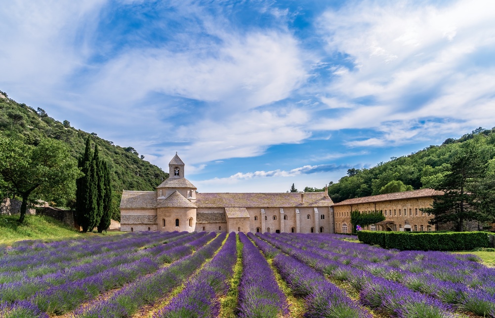 Blomstrende lavendelmarker ved det historiske Sénanque-klosteret i Provence