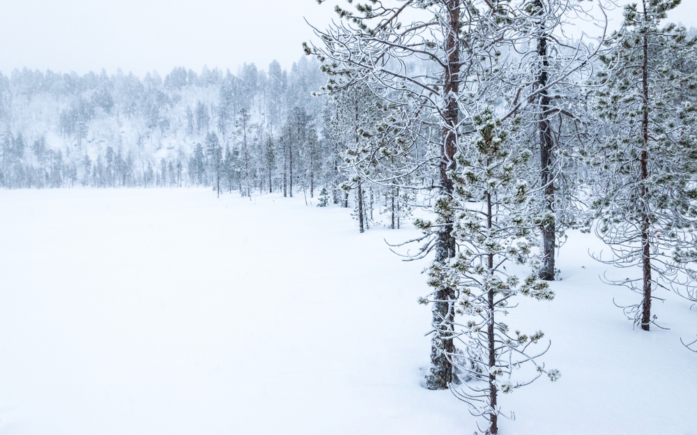 Snødekte trær ved innsjøen Inarijärvi ved Inari om vinteren