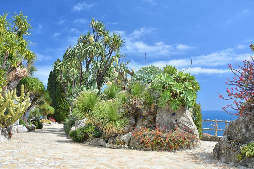 Kaktuser i Jardin Exotique med utsikt over Monaco