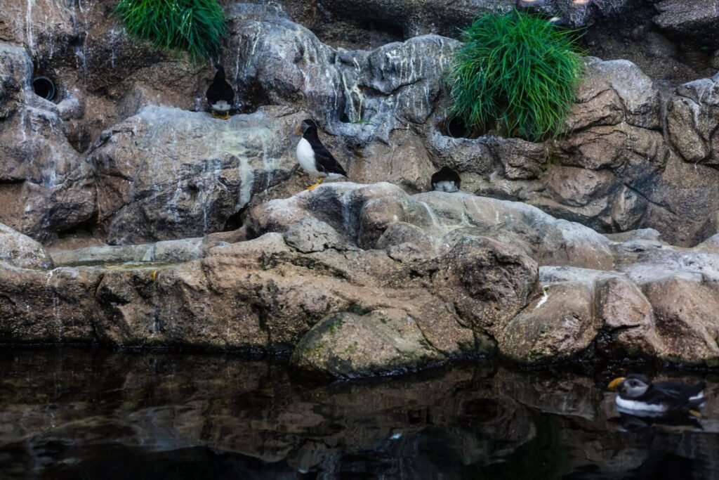 Severdigheter på Tenerife: de 18 beste tingene å se og gjøre 8 Pingviner i Loro Parque på Tenerife