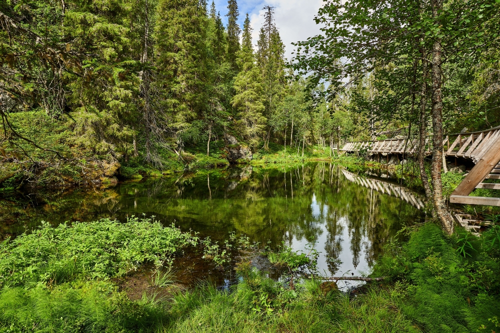 Naturen i Pyhä-Luosto nasjonalpark ved Luosto i finsk Lappland